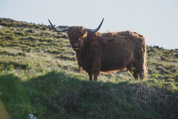 Scottish Highland Cow