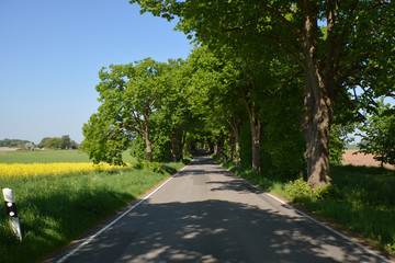 Allee bei Puddemin auf Rügen