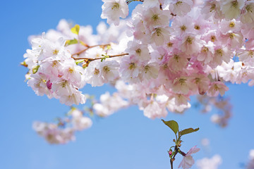 Sakura branch against the blue sky.