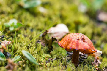 Mushroom closeup