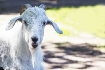 White goat closeup, blurred background.