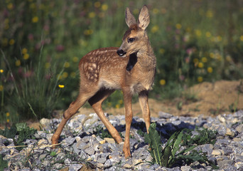 Rehkitz; Bambi; Reh;