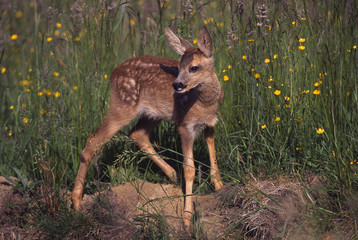 Rehkitz; Bambi; Reh;