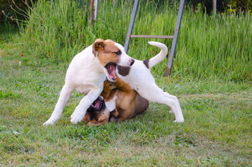 dog puppies fighting