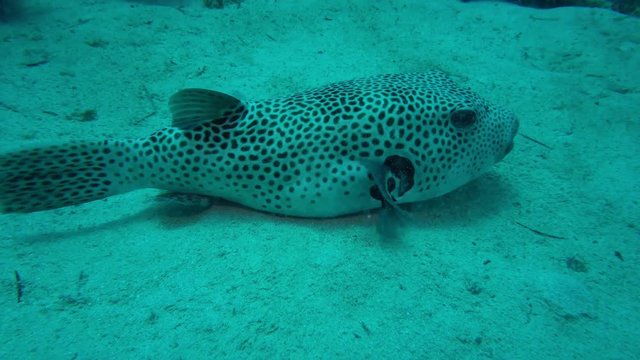 Weissfleck-Kugelfisch (Arothron hispidus)