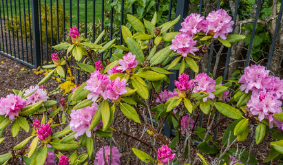 Pink Flowers By Fence