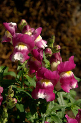 Antirrhinum; snapdragons in cottage garden