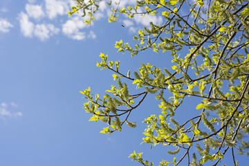 Spring abstract photo.