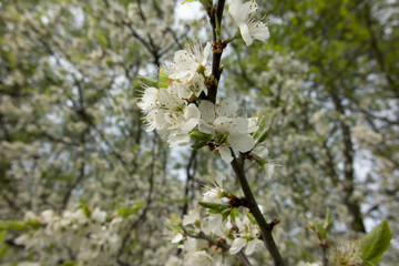 white blackthorn flowers