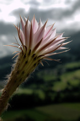 Cacti flower in window box, Graepplang, Flums , Swiss Alps