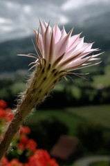 Cacti flower in window box, Graepplang, Flums , Swiss Alps