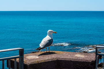 seagull standing on a pillar in Alghero