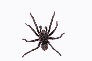 The common tarantula (Avicularia avicularia) is a species of tarantula that occurs in Central and South America..Isolated on white background.