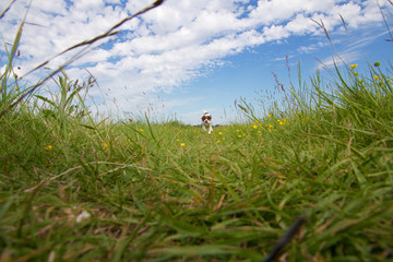 A dog playing in long grass