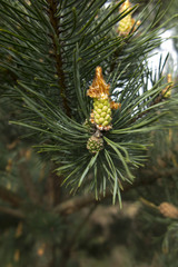 Fototapeta premium pine cone old and young
