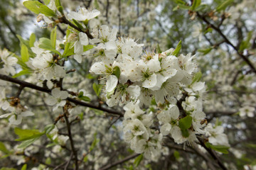 white blackthorn flowers