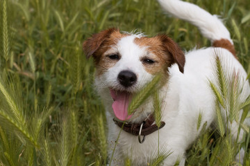 JACK RUSSELL DOG IN A SPIKES FIELD OR DANGEROUS GRASS SEEDS