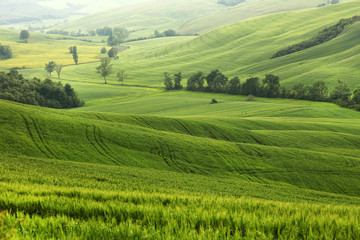 Fototapeta premium Summer landscape in Tuscany, Italy, Europe