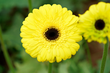 Gerbera Jamesonii, or vulgarly known as gerbera or African daisy