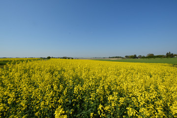 Raps - Rapsfeld bei Puddemin auf Rügen