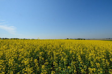 Raps - Rapsfeld bei Puddemin auf Rügen
