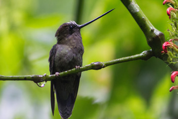colibri
