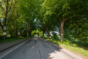 Allee bei Garz auf R&uuml;gen - Deutsche Alleenstra&szlig;e