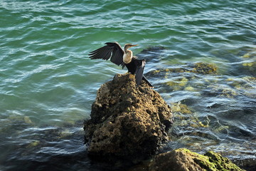 Bird with spread wings on stone in sea water