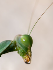 Praying  mantis close up
