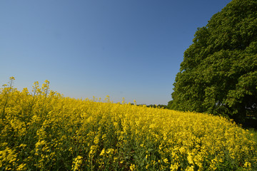 Allee bei Garz auf Rügen - Deutsche Alleenstraße