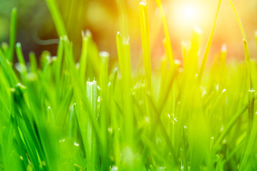 Blurred Fresh green grass on the lawn. Sun light.
