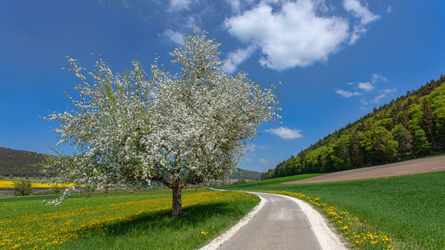 Apfelbaum