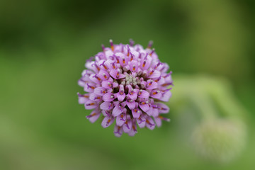 Flower of the Atacama Desert, Polyachyrus Poeppigii.