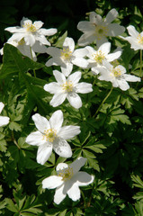 Anemone nemorosa; Wood anemone in Swiss woodland, Spring