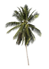 Isolated Tree on White Background