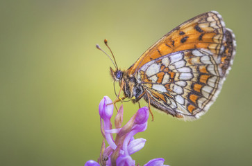 Schmetterling