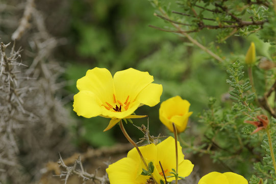 Balbisia peduncularis, Chilean endemic flower, better known as Amancay or San Jose flower