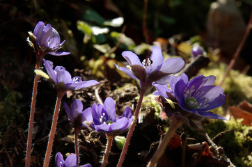 Anemone hepatica; Liverwort in Swiss woodland, Springtime