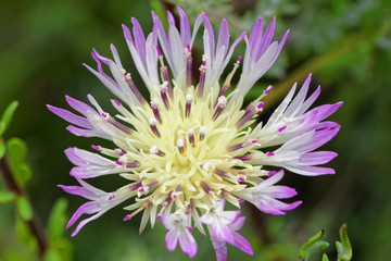 Centaurea Chilensis, Chile's endemic flower, is known as the Miner's Flower