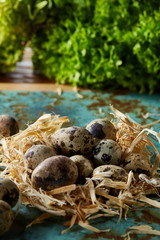 Quail eggs on old brown wooden surface with green blurred natural leaves background, selective focus, close-up