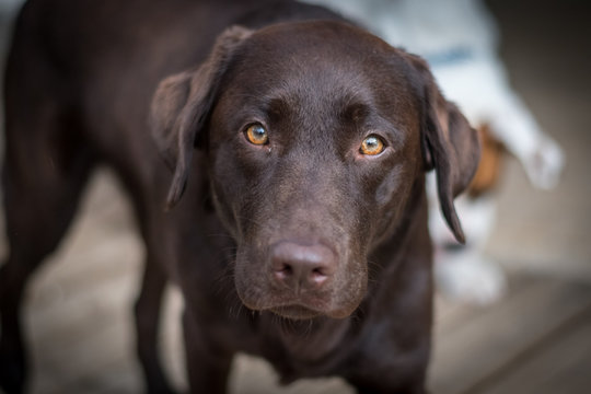Brown labrador dog portrait
