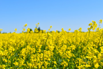 Rape field in the surrounding countryside of Berlin