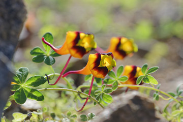 Obraz na płótnie Canvas Tropaeolum tricolor, is a endemic plant from Chile, known as red soldier or reliquary. This image was captured in september of 2017 , in a ravine in the town of Paposo, Atacama desert