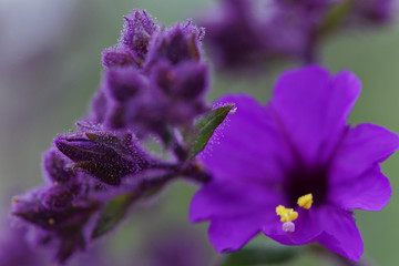 Mirabilis Elegans is a flower that grows when the Atacama desert blooms. This photograph was captured at the beginning of spring, in mid-September 2017 in Chile