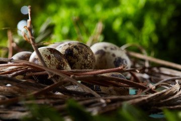 Quail eggs on old brown wooden surface with green blurred natural leaves background, selective focus, close-up