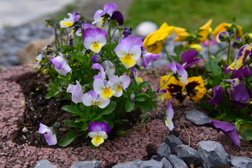 Viola tricolor on natural background, Rhein Westfalen