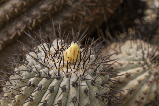 Copiapoa Marginata, it is one of the different types of cactus that grow in the Atacama desert. This image was captured in the vicinity of Copiapo, this September of 2017 when spring began in Chile