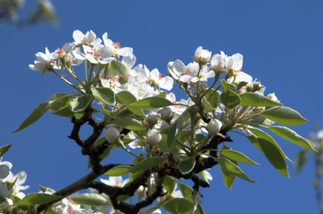 Pear Blossom