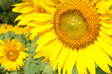 Fototapeta premium Close-up of the fresh sunflower.