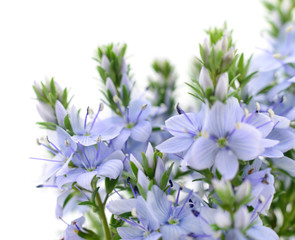 Fototapeta na wymiar Beautiful blue flowers.